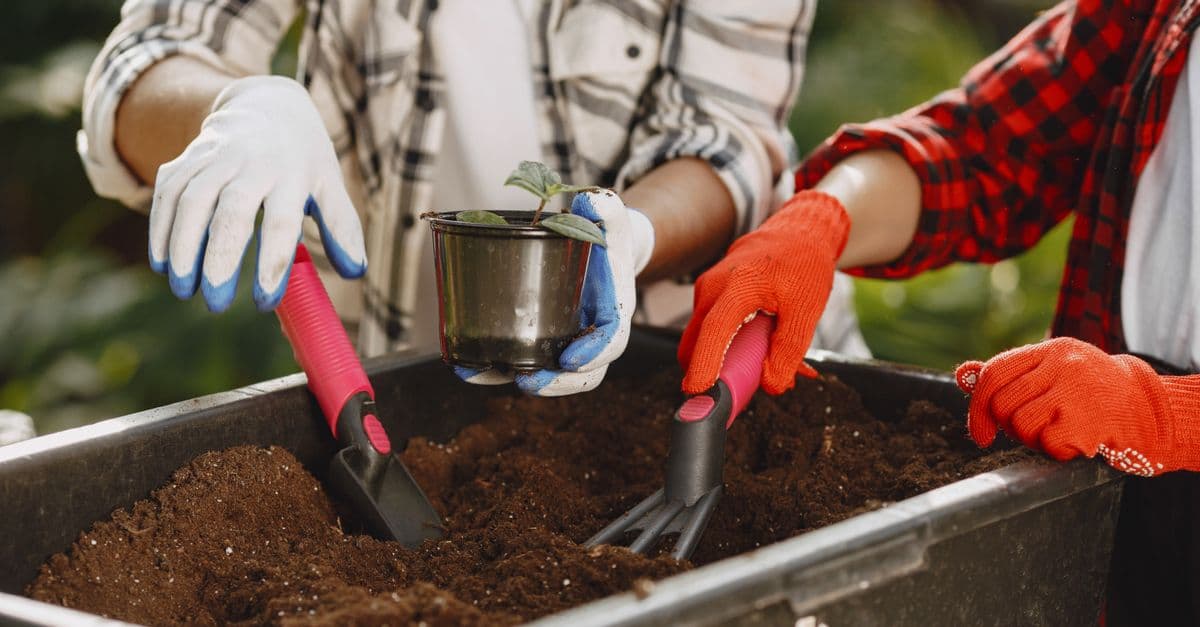A caregiver and resident planting a seedling together, hands working the soil.